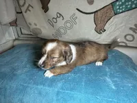 Betty, a female Miniature Dachshund for sale in Richmond, VA – Photo 6 of 6