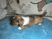 Betty, a female Miniature Dachshund for sale in Richmond, VA – Photo 4 of 6