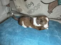 Betty, a female Miniature Dachshund for sale in Richmond, VA – Photo 5 of 6