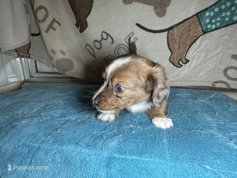 Betty – Miniature Dachshund puppy for sale in Richmond, VA