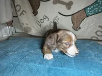 Betty, a female Miniature Dachshund for sale in Richmond, VA – Photo 3 of 6