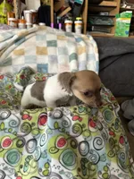Thelma, a female Chihuahua for sale in Richmond, VA – 8 of 8