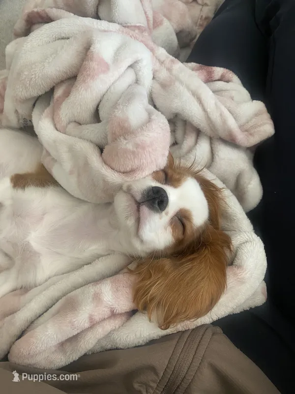 Prince  – Cavalier King Charles Spaniel puppy for sale in Denver, CO