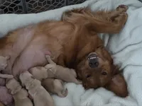 Akc Golden Retriever Red, a male Golden Retriever for sale in Sacramento, CA – 4 of 6