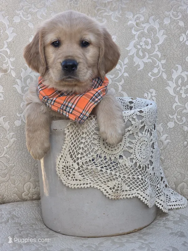 Akc Golden Retriever Orange  – Golden Retriever puppy for sale in Sacramento, CA