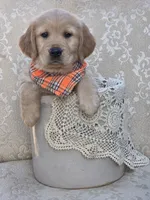 Akc Golden Retriever Orange , a female Golden Retriever for sale in Sacramento, CA – 1 of 9