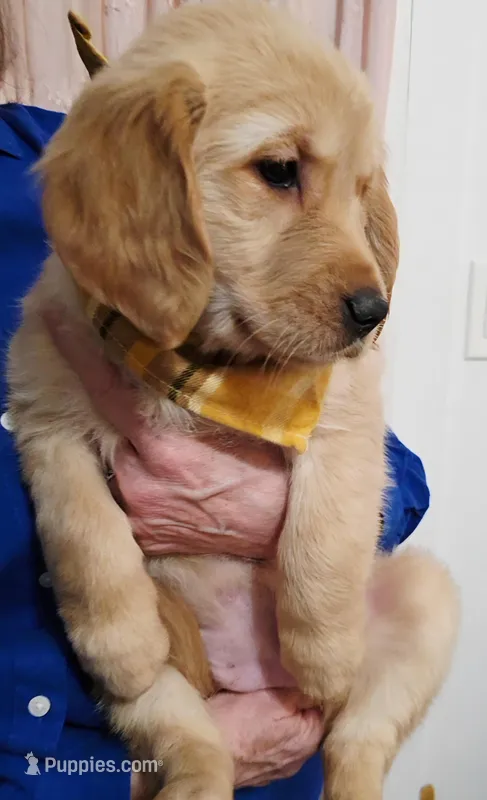 Champion Golden Retrievers Yellow