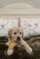 Champion Golden Retrievers Yellow, a female Golden Retriever for sale in Sacramento, CA – Photo 2 of 9