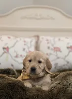 Champion Golden Retrievers Yellow, a female Golden Retriever for sale in Sacramento, CA – Photo 1 of 9