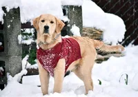 Champion Golden Retrievers Yellow, a female Golden Retriever for sale in Sacramento, CA – Photo 3 of 9