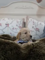 Champion Golden Retrievers Blue, a male Golden Retriever for sale in Sacramento, CA – Photo 3 of 10