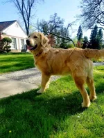 Champion Golden Retrievers Blue, a male Golden Retriever for sale in Sacramento, CA – Photo 4 of 10