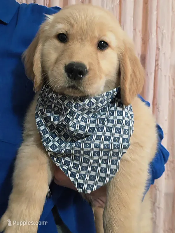 Champion Golden Retrievers Blue