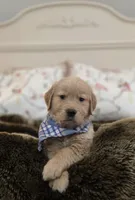 Champion Golden Retrievers Blue, a male Golden Retriever for sale in Sacramento, CA – Photo 1 of 10