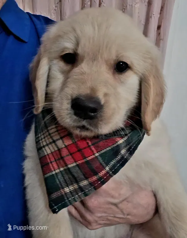 Champion Golden Retrievers Green
