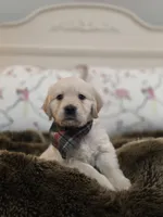 Champion Golden Retrievers Green, a male Golden Retriever for sale in Sacramento, CA – Photo 3 of 10