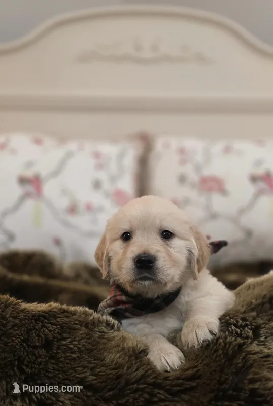 Champion Golden Retrievers Green