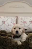 Champion Golden Retrievers Green, a male Golden Retriever for sale in Sacramento, CA – Photo 1 of 10