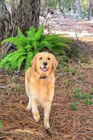 Champion Golden Retrievers Green, a male Golden Retriever for sale in Sacramento, CA – Photo 10 of 10