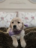 Champion Golden Retrievers Purple , a female Golden Retriever for sale in Sacramento, CA – Photo 2 of 10
