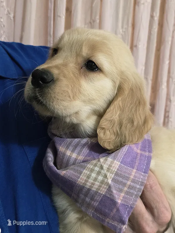 Champion Golden Retrievers Purple  – Golden Retriever puppy for sale in Sacramento, CA