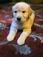 Champion Golden Retrievers Purple , a female Golden Retriever for sale in Sacramento, CA – Photo 3 of 10