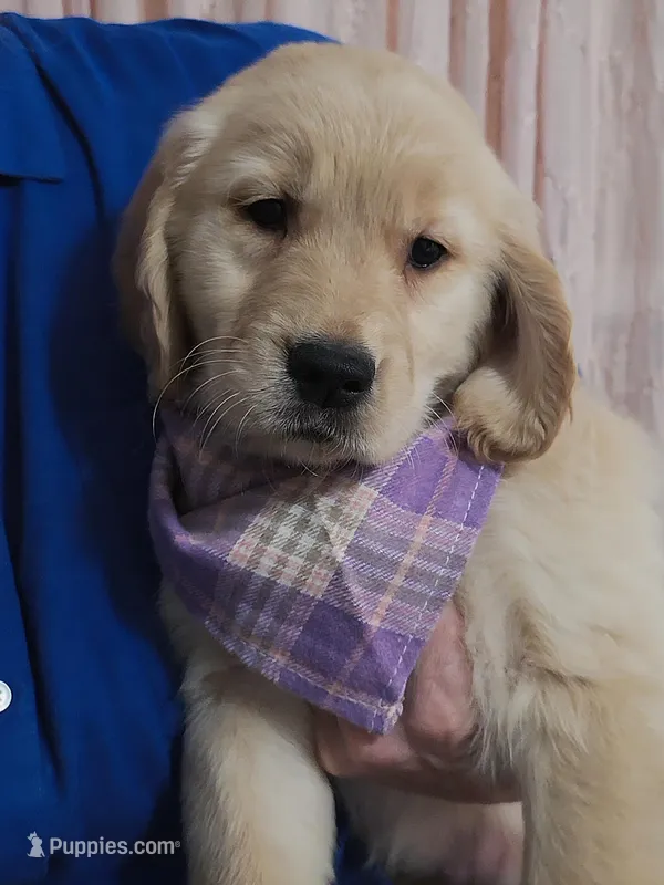 Champion Golden Retrievers Purple 