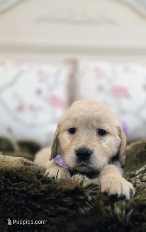 Champion Golden Retrievers Purple 
