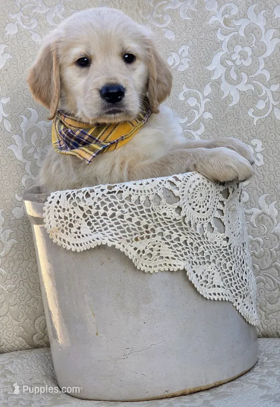 Akc Golden Retriever Yellow  – Golden Retriever puppy for sale in Sacramento, CA