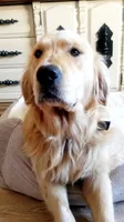 Akc Golden Retriever Yellow , a female Golden Retriever for sale in Sacramento, CA – 8 of 9