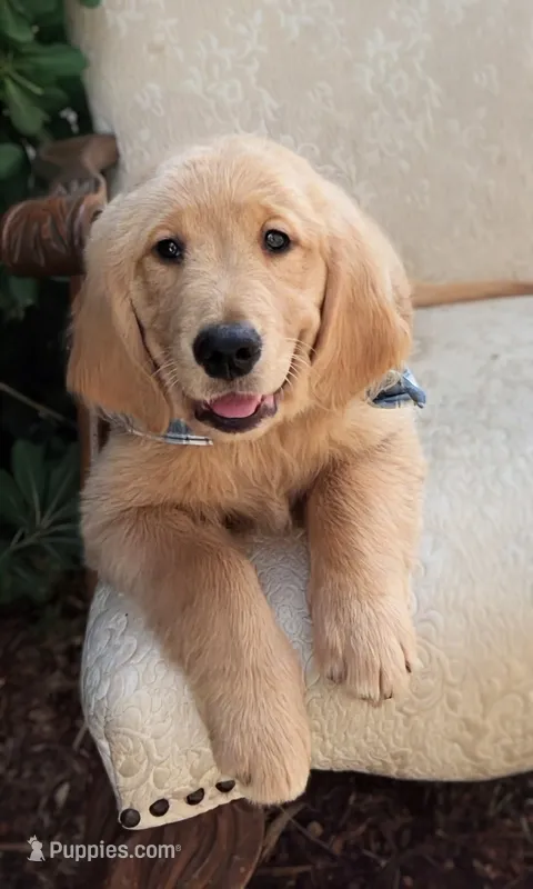 Akc Golden Retriever Mint – Golden Retriever puppy for sale in Sacramento, CA
