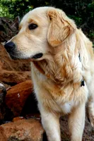 Akc Golden Retriever Orange , a female Golden Retriever for sale in Sacramento, CA – 9 of 9
