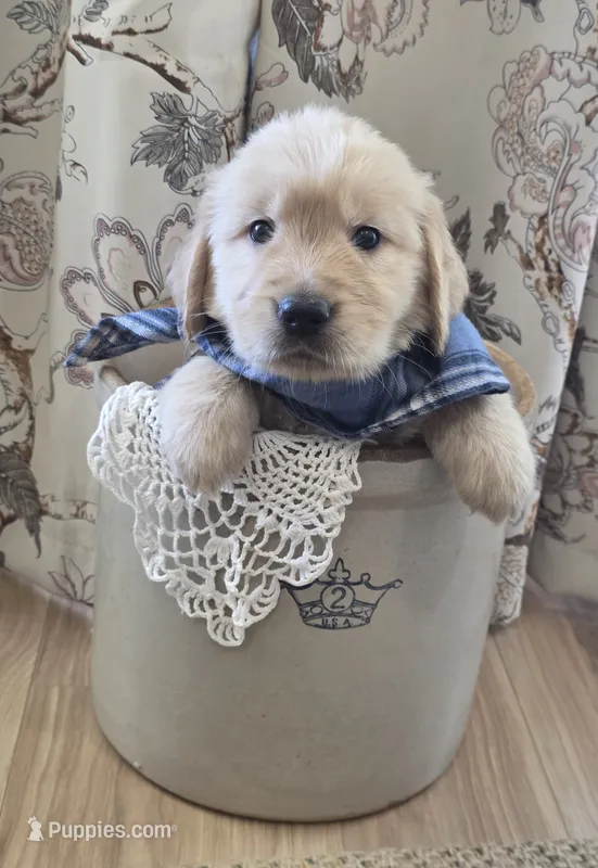 Akc Golden Retrievers Blue – Golden Retriever puppy for sale in Sacramento, CA