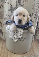 Akc Golden Retrievers Blue, a male Golden Retriever for sale in Sacramento, CA – 1 of 9
