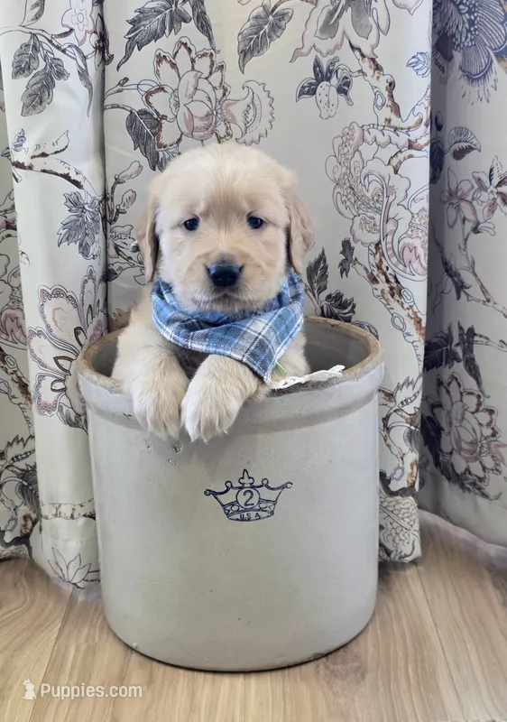 Akc Golden Retriever Mint – Golden Retriever puppy for sale in Sacramento, CA