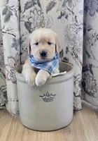 Akc Golden Retriever Mint, a male Golden Retriever for sale in Sacramento, CA – 1 of 1