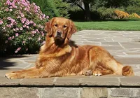 Akc Golden Retriever Pink, a female Golden Retriever for sale in Sacramento, CA – 4 of 7