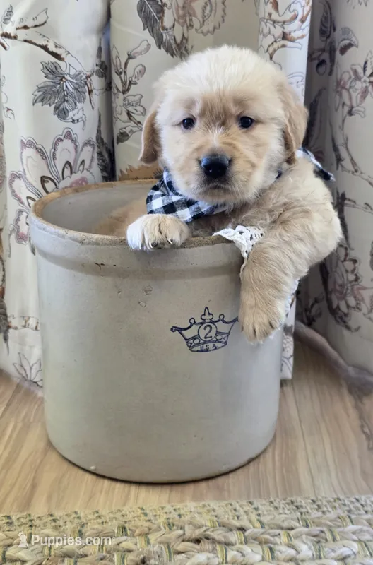 Akc Golden Retriever Black – Golden Retriever puppy for sale in Sacramento, CA