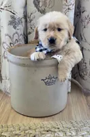 Akc Golden Retriever Black, a male Golden Retriever for sale in Sacramento, CA – 1 of 9