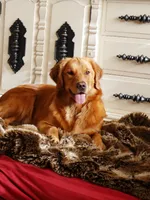 Akc Golden Retriever Black, a male Golden Retriever for sale in Sacramento, CA – 8 of 9