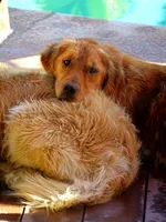 Akc Golden Retriever Pink, a female Golden Retriever for sale in Sacramento, CA – 3 of 7