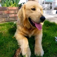 Champion Golden Retrievers White, a female Golden Retriever for sale in Sacramento, CA – Photo 6 of 10