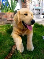 Champion Golden Retrievers White, a female Golden Retriever for sale in Sacramento, CA – Photo 6 of 10