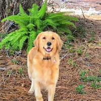 Champion Golden Retrievers White, a female Golden Retriever for sale in Sacramento, CA – Photo 8 of 10