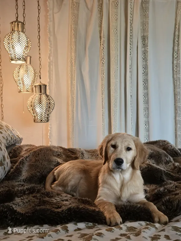 Champion Golden Retrievers White – Golden Retriever puppy for sale in Sacramento, CA