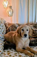 Champion Golden Retrievers White, a female Golden Retriever for sale in Sacramento, CA – 3 of 10
