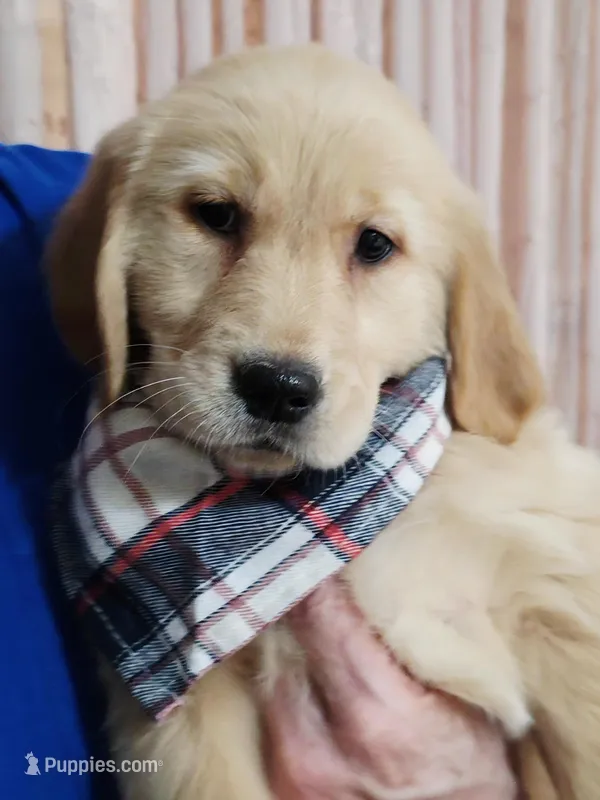 Champion Golden Retrievers White