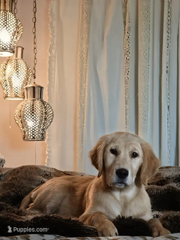 Champion Golden Retrievers White – Golden Retriever puppy for sale in Sacramento, CA