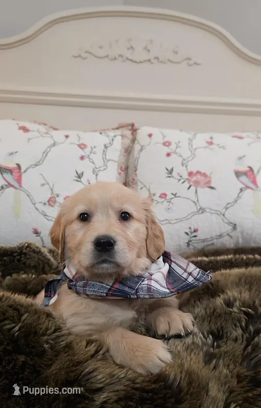 Champion Golden Retrievers White