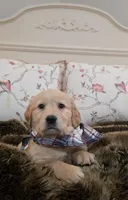 Champion Golden Retrievers White, a female Golden Retriever for sale in Sacramento, CA – Photo 1 of 10